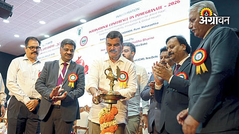 Agricultural research to improve pomegranate productivity