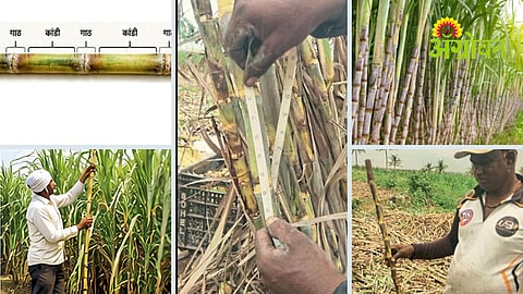 Sugarcane Production