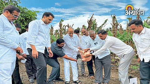 New mango variety developed by Madha farmer