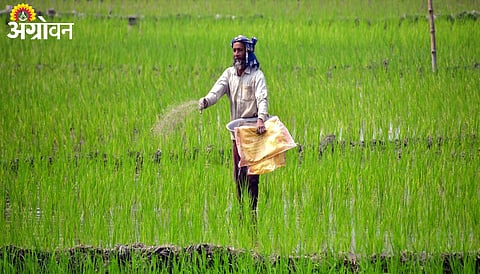 Fertilizer Subsidy