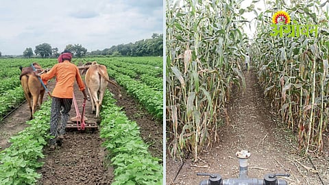 Crop Management
