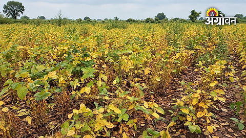 Soybean farming crisis in Maharashtra