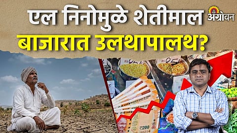 एल निनोमुळे शेतीमालाच्या उत्पादनात घट होण्याची शक्यता असून कापूस, सोयाबीन, साखर आणि कडधान्यांच्या बाजारावर त्याचा परिणाम होऊ शकतो. आंतरराष्ट्रीय बाजारातील घडामोडींचा देशातील शेतीमालाच्या भावावर होणारा परिणाम आणि पुढील काळातील बाजाराची संभाव्य दिशा याचा आढावा या व्हिडिओमध्ये घेण्यात आला आहे.
