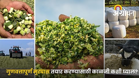 Make Quality Silage For Livestock