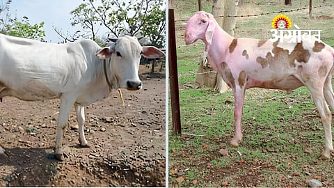 Indigenous Livestock
