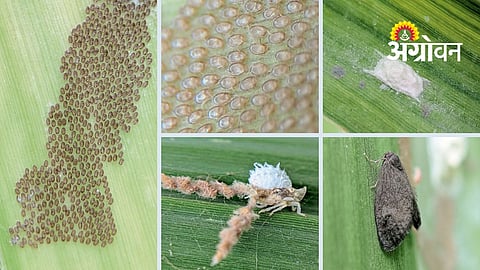 Sugarcane Pest Management