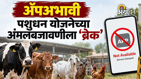 Maharashtra government livestock scheme implementation update