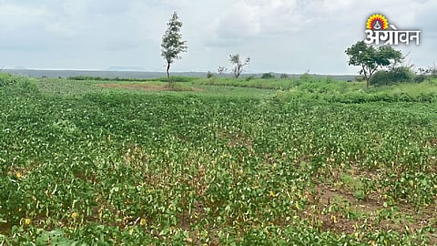 Farmers concerned as Kharif crops face drought-like conditions