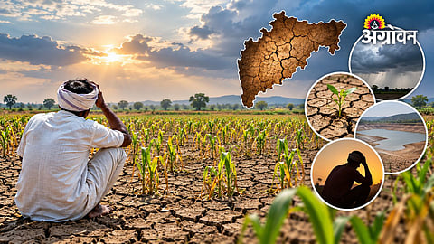 Maharashtra agriculture crisis due to poor rainfall