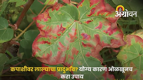 Cotton Reddening Management Practices