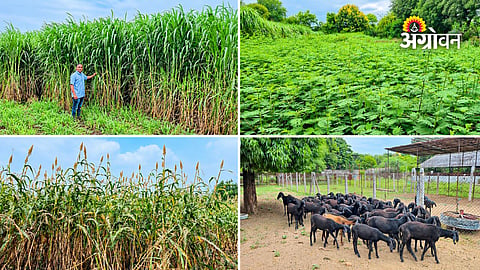 Modern fodder farming techniques in India