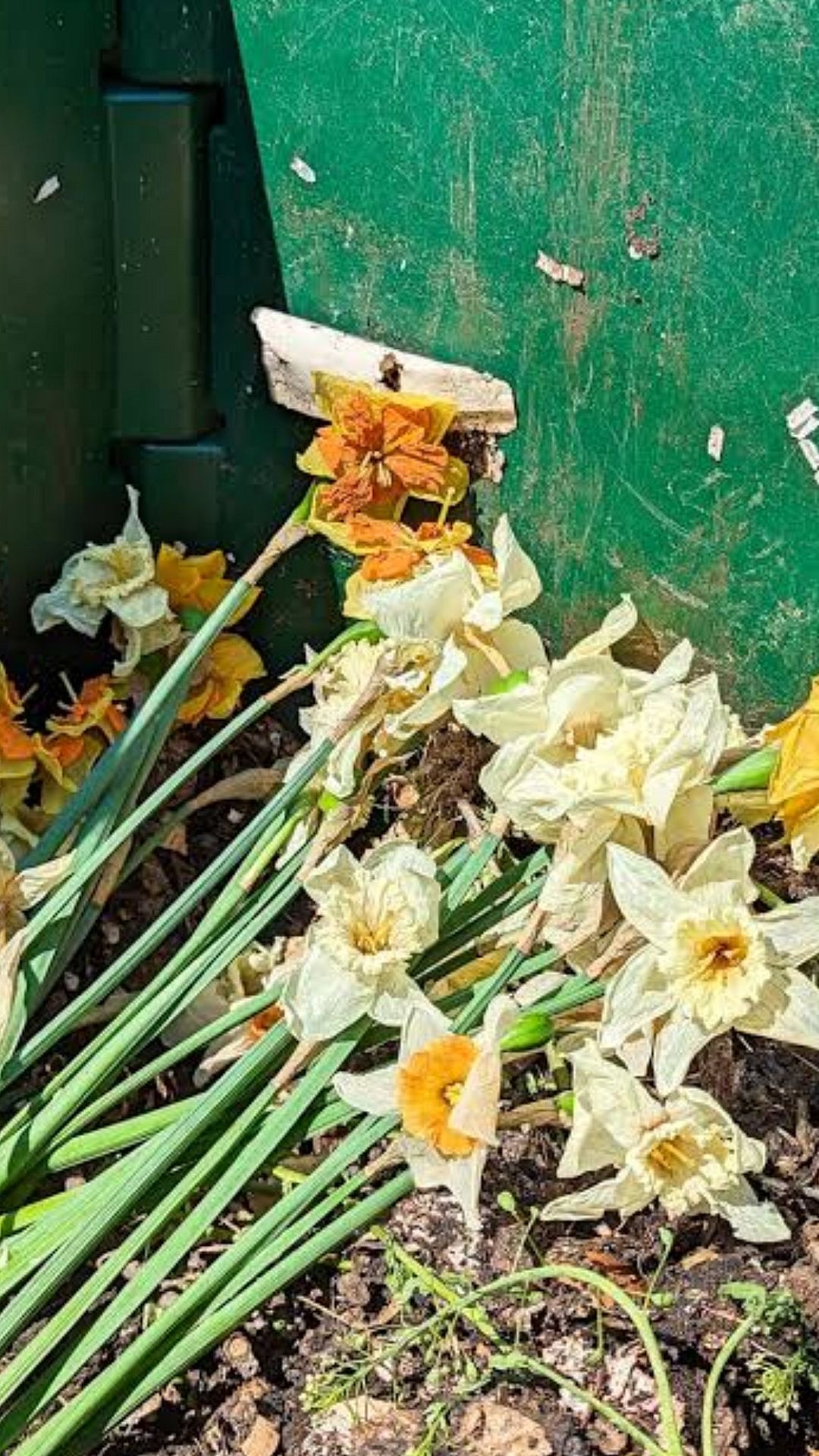 Organic Compost : वाळलेली फुले फेकू नका! बनवा सुगंधित धूप आणि सेंद्रिय खत