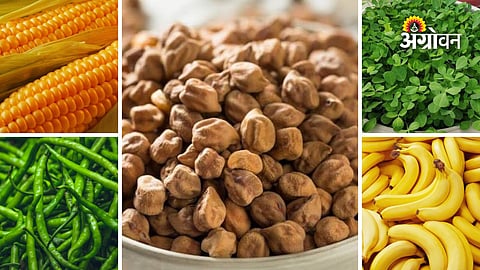 Maharashtra farmers market rates today