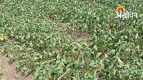 Soybean Crop Crisis