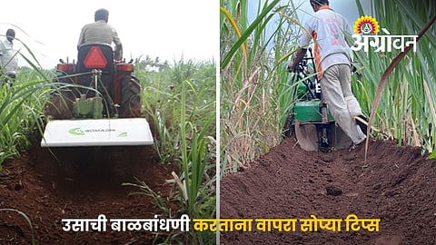 Best Time For Sugarcane Earthing-Up