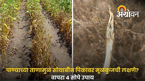 Soybean Charcoal Rot Symptoms And Management