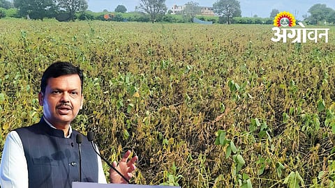 Crop Damage Surveys