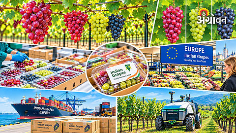 Modern grape farming technology in Maharashtra