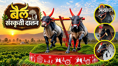 Bullock heritage preservation in Maharashtra