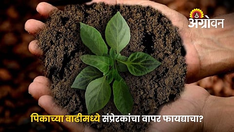 Role Of Plant Hormones In Crop Growth
