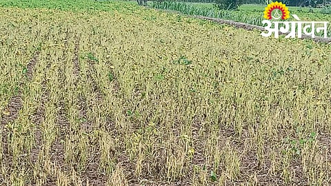 Crop Damage