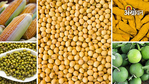 Daily agricultural market rates Maharashtra