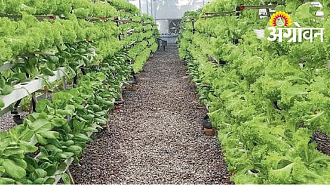 Hydroponic Systems
