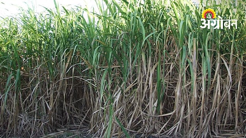 Khandesh Sugarcane Farmers Await Crushing Season