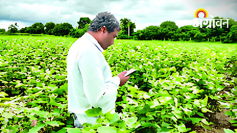 Crop Sowing Registration Slows Under E-Crop Survey