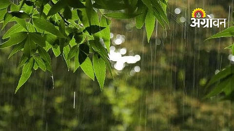Rain Brings Hope To Farmers In Marathwada