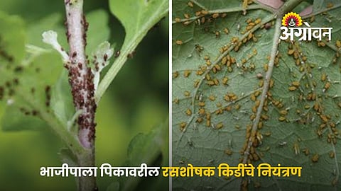 Control Sucking Pests In Vegetable Crops