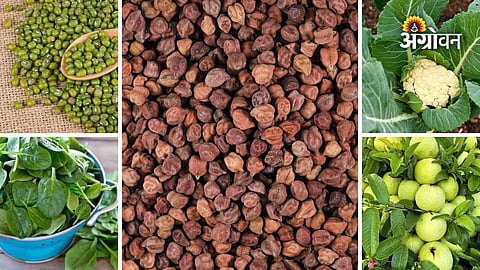 Vegetable and fruit market prices Maharashtra