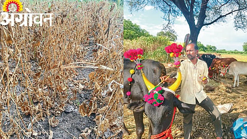 Maharashtra Drought 