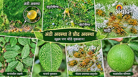 Spider mite damage in lemon orchards