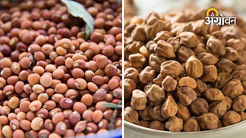 Vidarbha pulses market price update