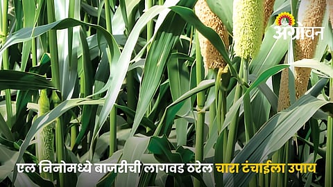 Pearl Millet For Fodder Production,
