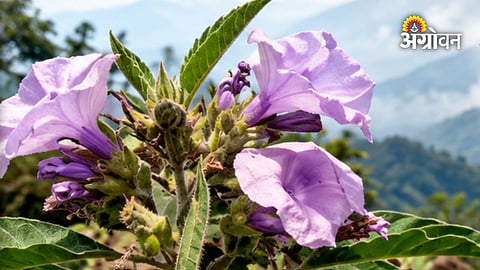 New flora addition in Junnar Western Ghats