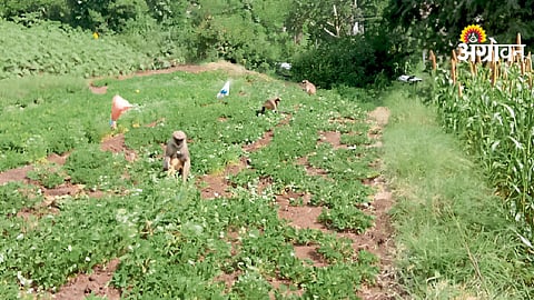 Wildlife Crop Damage
