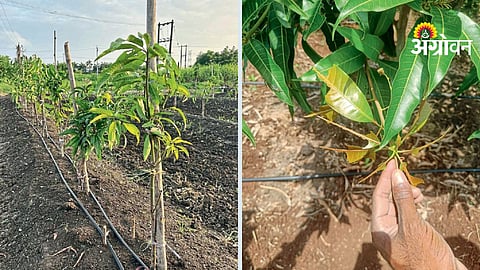 Mango Orchard Management