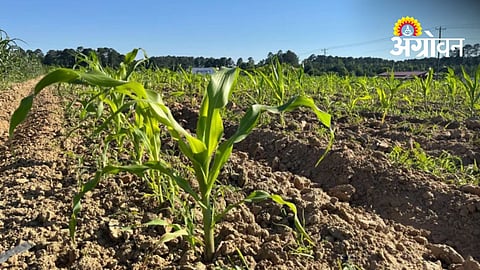 Cotton, Soybean, Tur And Paddy Face Rainfall Stress