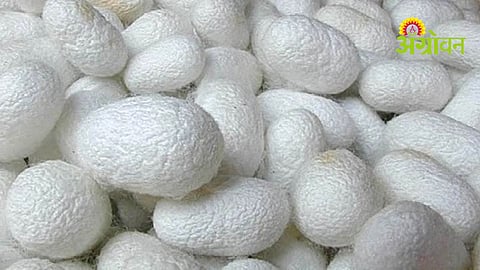 Silk Farming