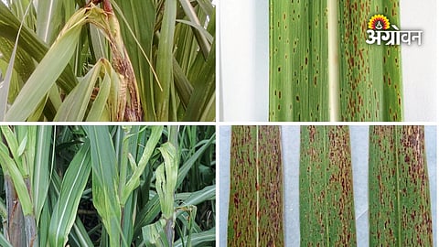 Sugarcane Diseases: