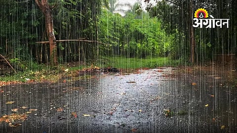 Drought Shadow Persists Despite Rain In Parbhani, Hingoli