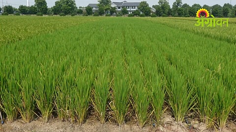 Rice Crop Update