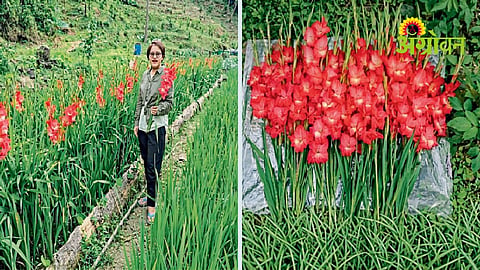 Gladiolus Farming