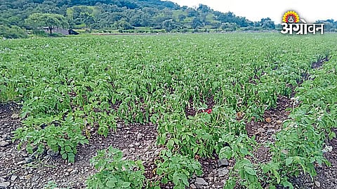Potato Crop Damage
