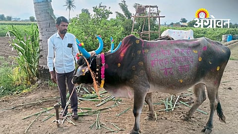 Nashik Farmers Protest Onion Policy Through Pola Festival