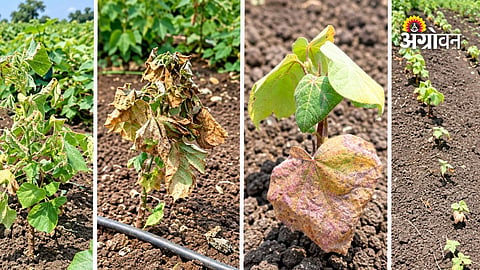 Cotton crop protection from wilt and root rot