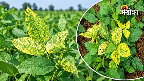 Soybean crop protection against viral diseases in Maharashtra