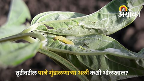 Leaf Webber In Pigeonpea Crop